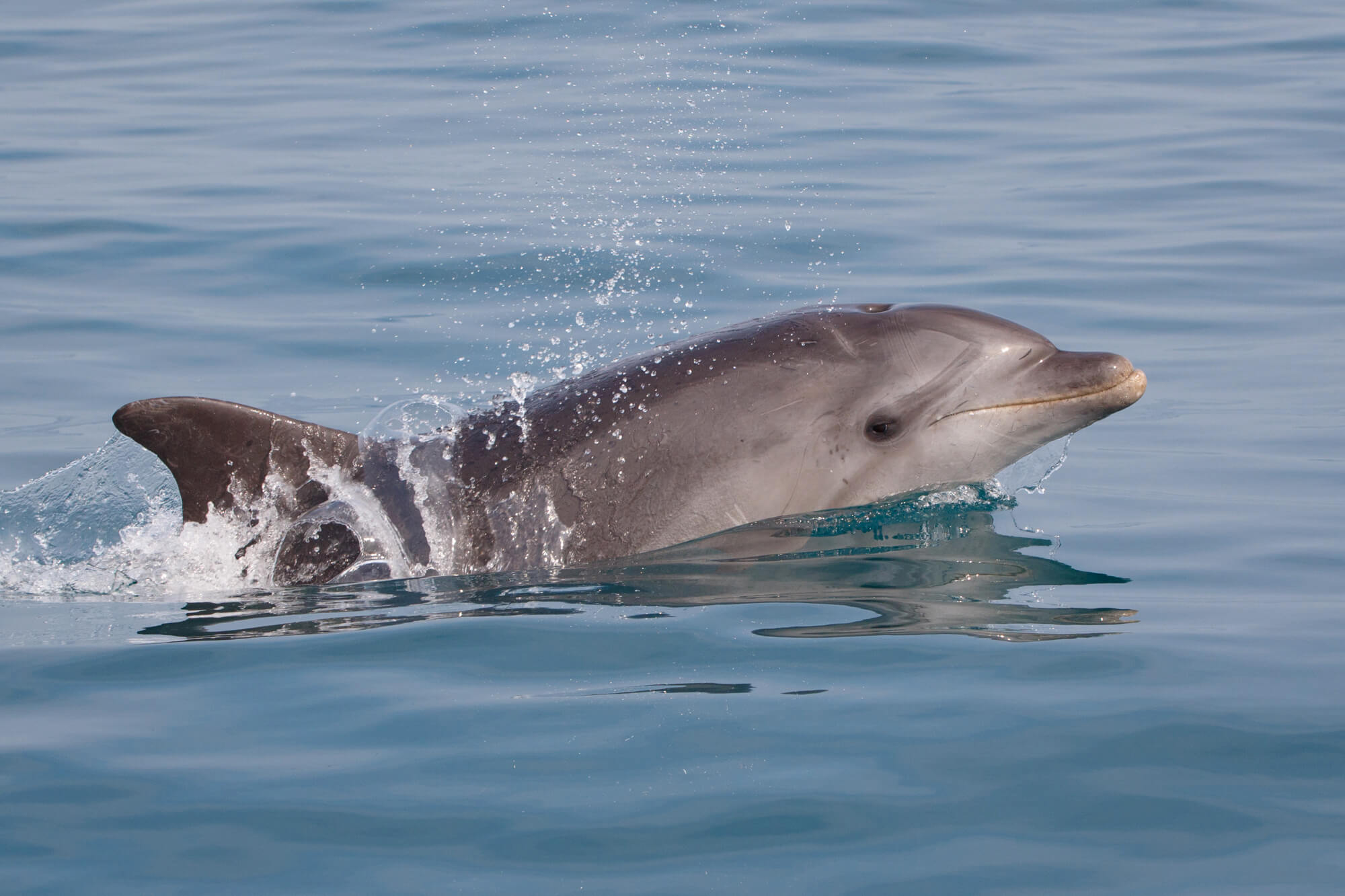 Delfin Grosser Tümmler