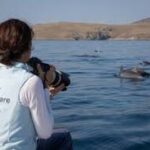 Delfinforschung