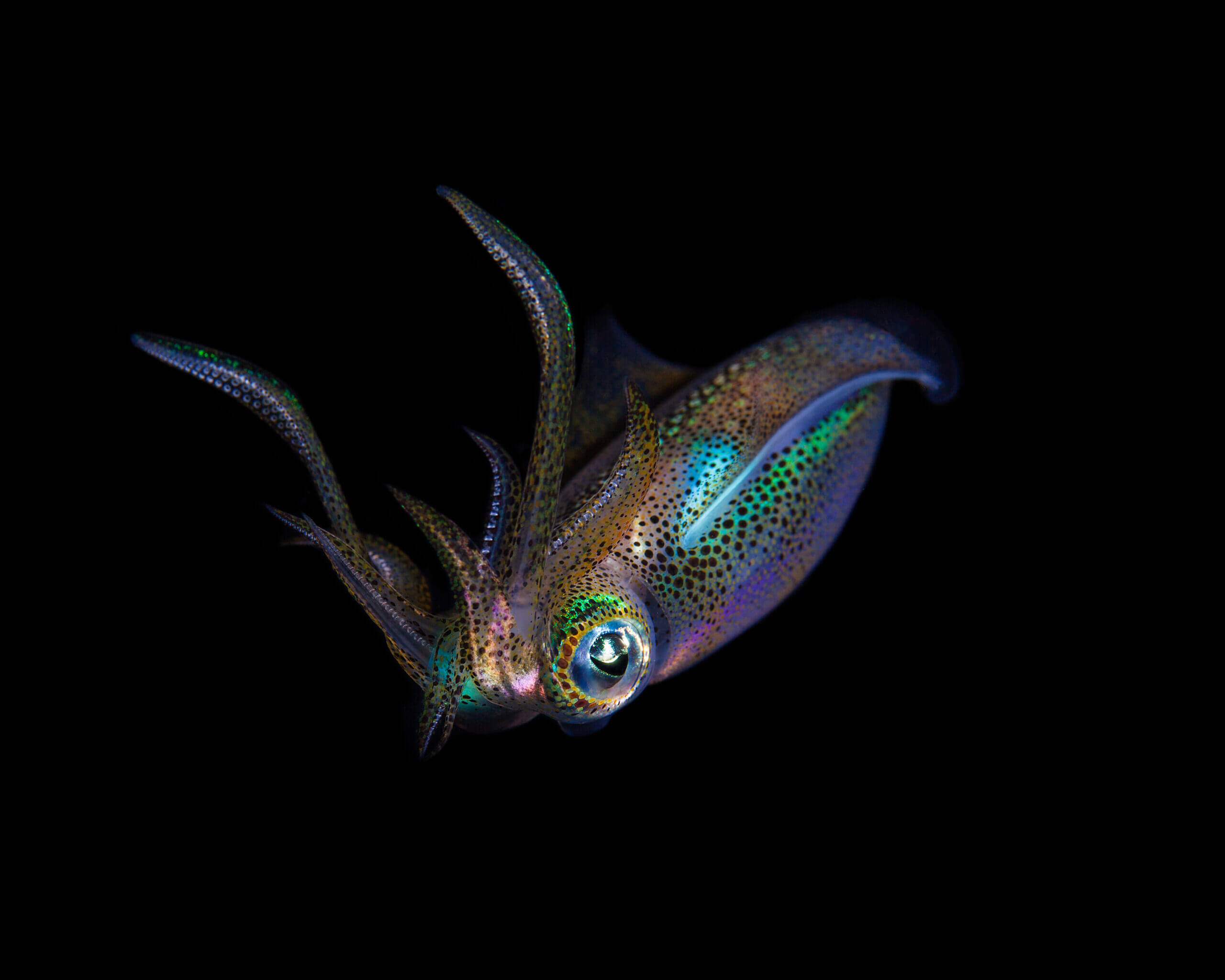 Tintenfisch in der Tiefsee