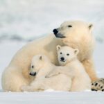 Eisbär Mutter mit Babys