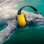 Unterwasserlärm: Kampagnensujet SilentOceans - Wal mit Kopfhörer