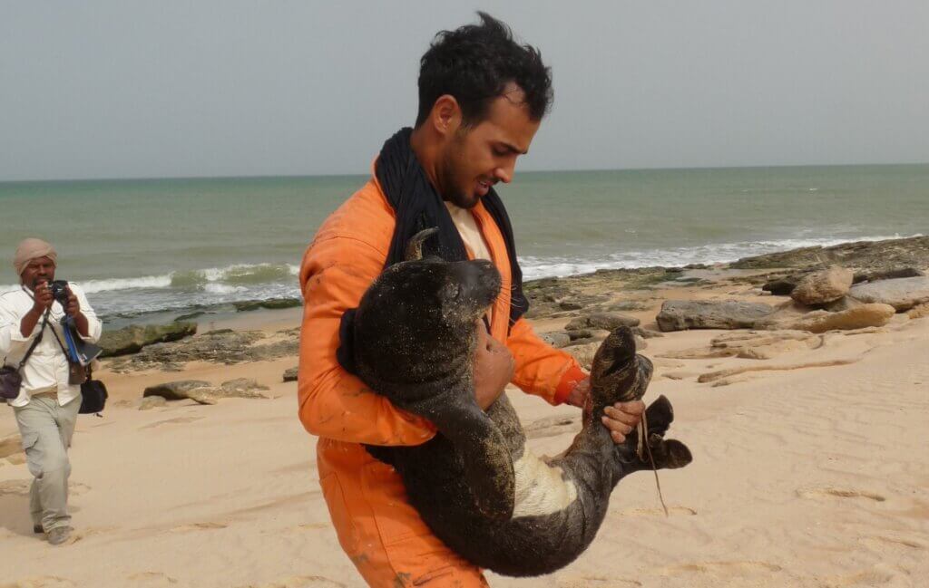 Mönchsrobben Mauretanien: Rettung einer Baby-Robbe durch CBD-Habitat
