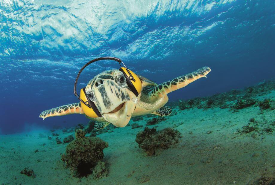 Unterwasserlärm: Kampagnensujet SilentOceans - Schildkröte mit Kopfhörer