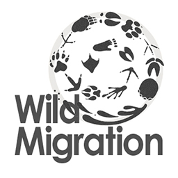 <a href="http://www.wildmigration.org/">ZUR WEBSEITE</a>