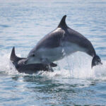 Delfin Grosser Tümmler