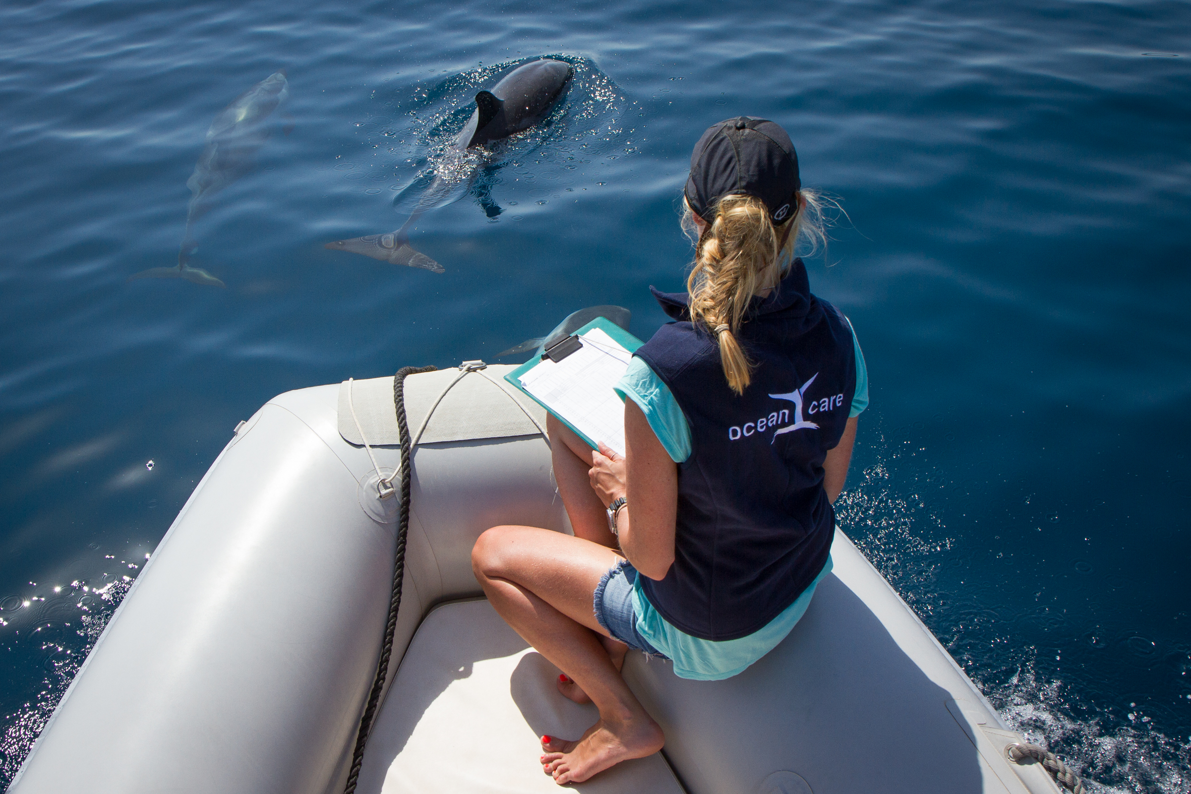 Delphinforschung Volunteer Golf von Korinth