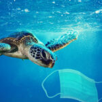 Meeresschildkröte und Einwegmaske