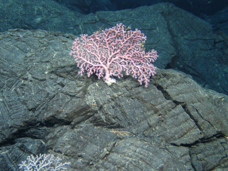 Tiefseebergbau: Rosa Kaltwasser-Koralle am Meeresgrund