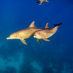 Delfine unter Wasser