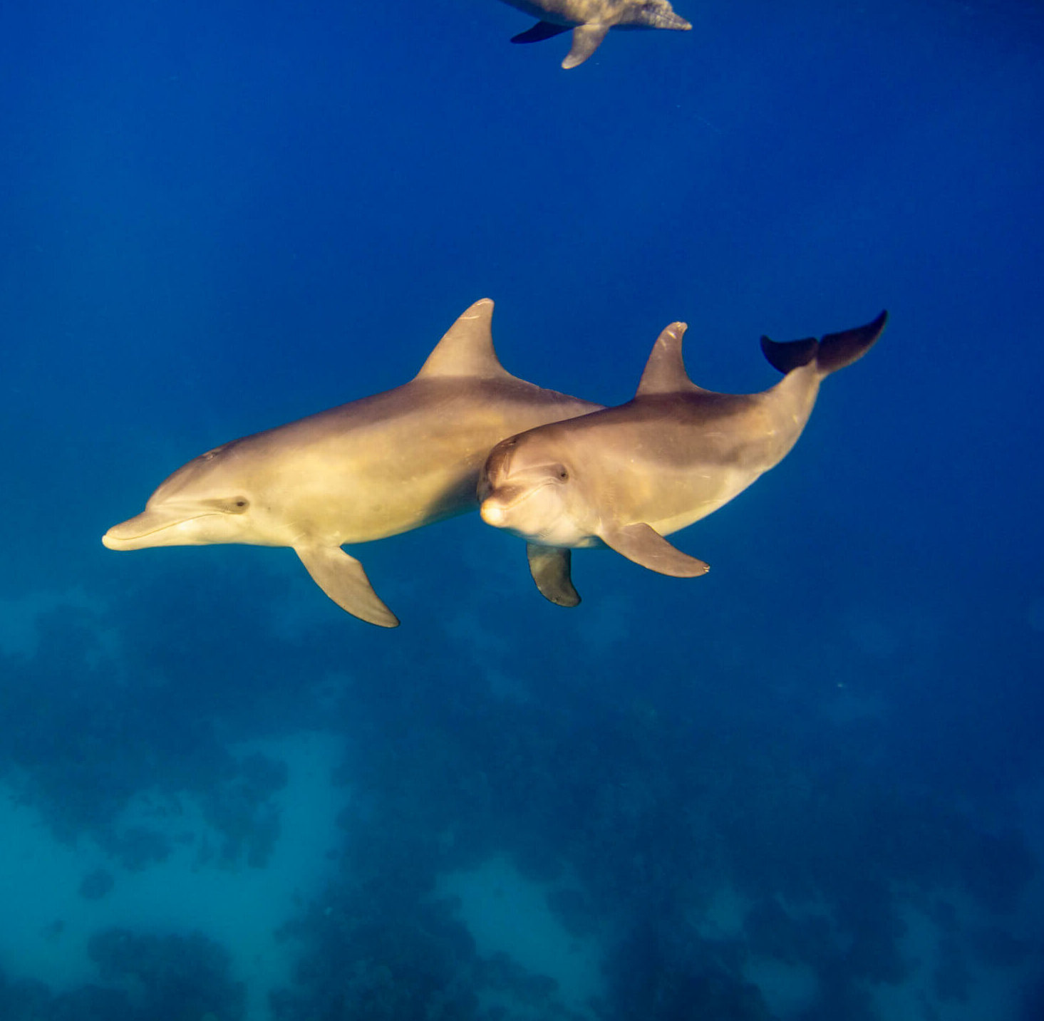 Delphine unter Wasser