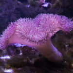 Tiefsee-Koralle