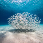 Fischschwarm in flachem Wasser eines Korallenriffs in der Karibik