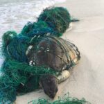 Plastik: Meeresskröte am Strand verwickelt in ein Fischernetz