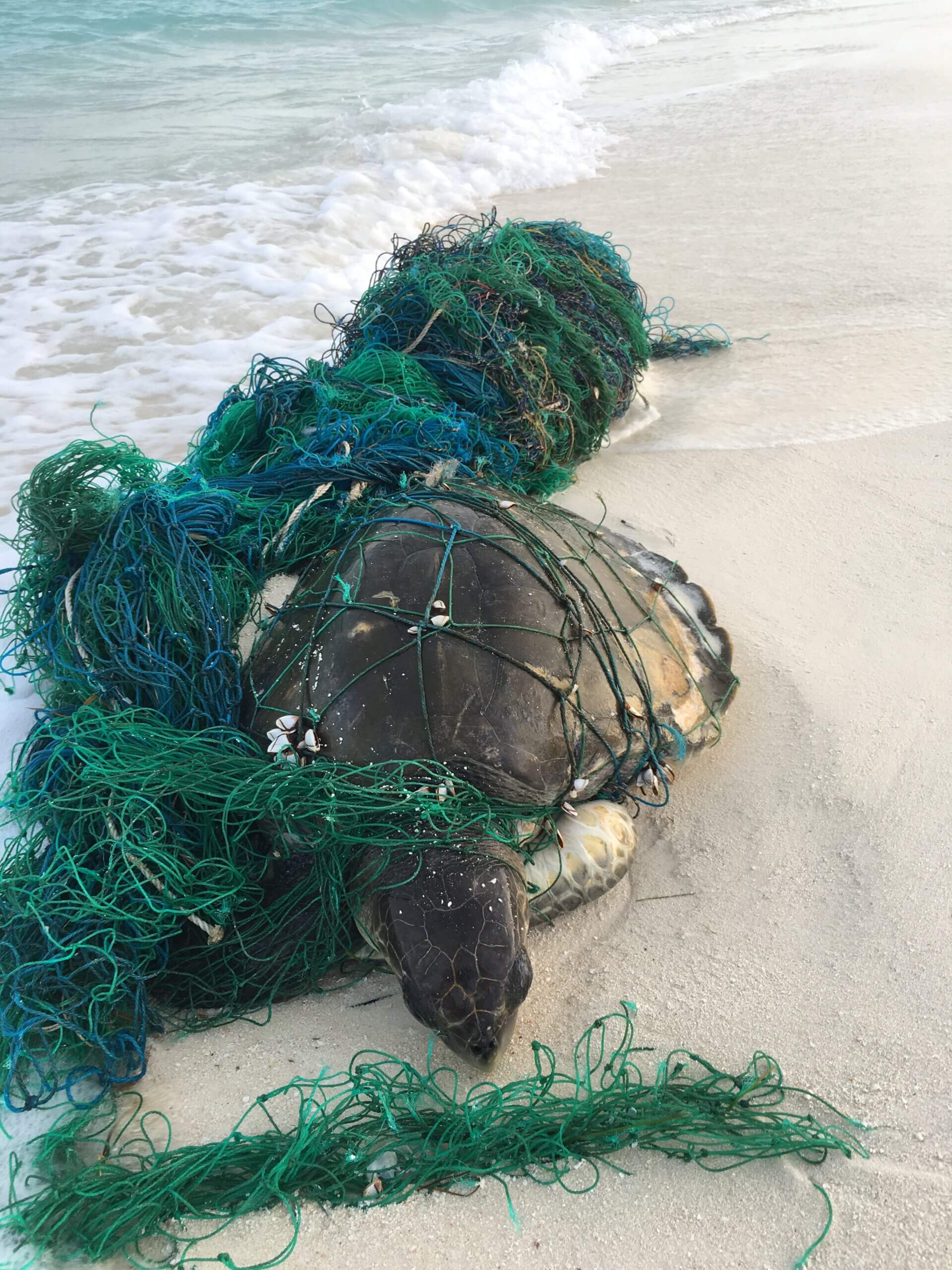 Plastik: Meeresskröte am Strand verwickelt in ein Fischernetz