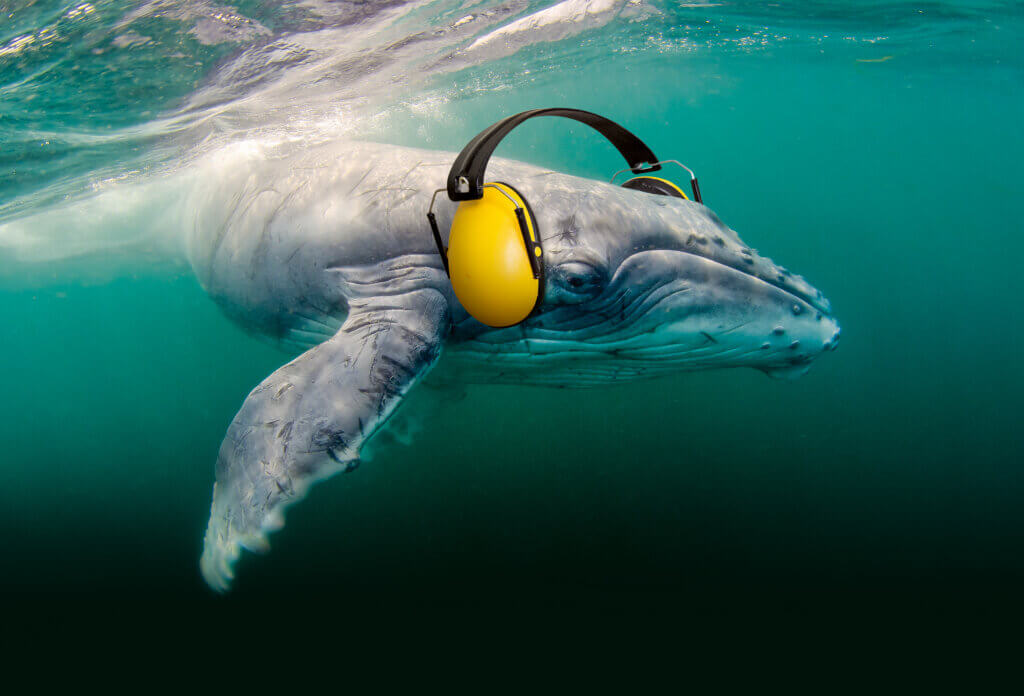 Unterwasserlärm Kampagnenbild Wal mit Kopfhörer