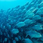 Fischschwarm Grossaugen-Makrelen