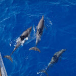 Alnitak Delfinforschung Volunteer