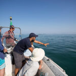 Ionian Dolphin Project Delpinforschung Volunteer