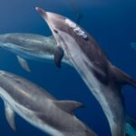 Streifendelfine