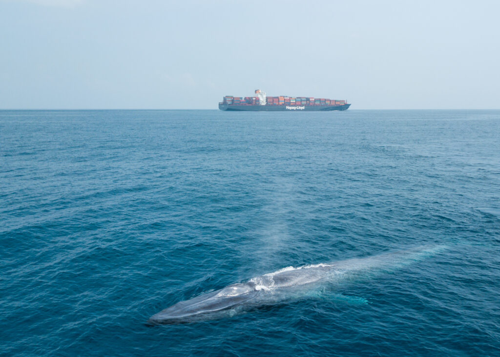 Blue whale breaching with cargo ship in background
