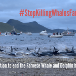 Wale und Delfine: Jagd Färöer Inseln