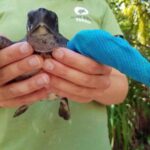 Olive Ridley Project: Tierrettung Meeresschildkröte