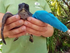 Olive Ridley Meeresschildkröten mit Gips wird von einer Person gehalten