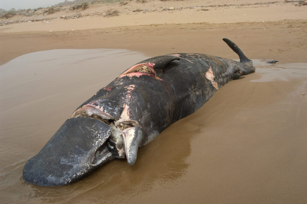 Pottwal-Strandung nach Schiffskollision - Save Moby