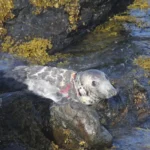 Seal in pain