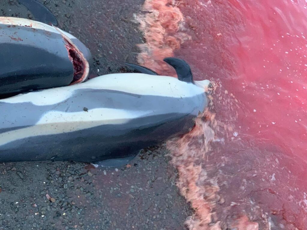 Färöer Delfinjagd