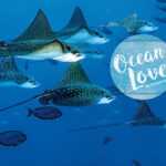 OceanLove by OceanCare, Adlerrochen