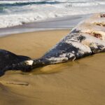 Kollisionen Wal durch Schiffspropeller getötet