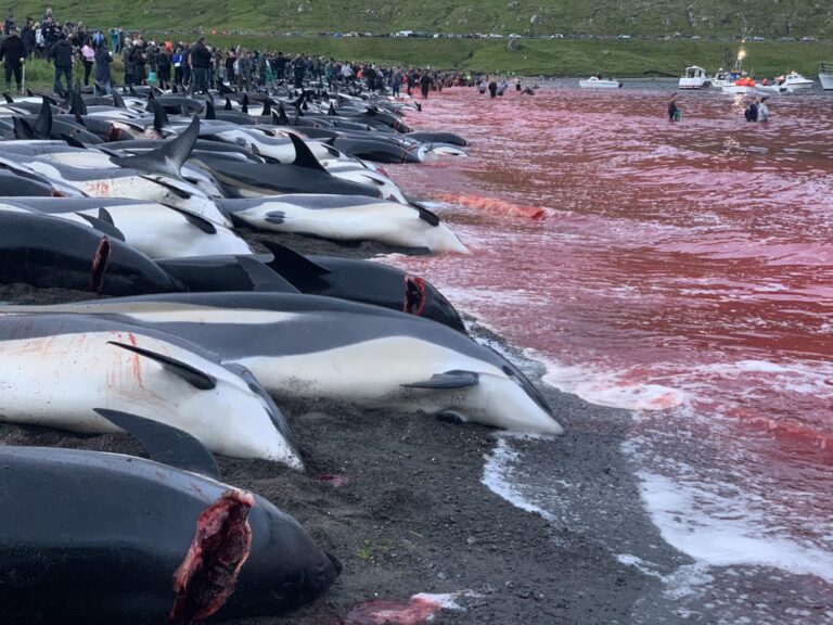 Delfinjagd Färöer Inseln 2021