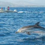 Delfin Forschung DBC, OceanCare