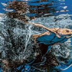 Meeresschildkröte in Geisternetz gefangen | OceanCare