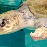 Meeresschildkröte mit amputierter Brustflosse | OceanCare