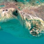 Meeresschildkröte Penny | OceanCare