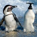 Inserat Pinguin und Plastikflasche, OceanCare