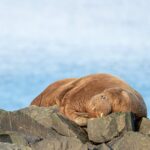 Walross auf Felsen Out of Habitat | OceanCare