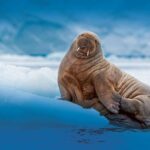 Walross auf Eisscholle | OceanCare
