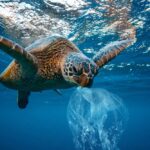 Meeresschildkröte mit Plastik, OceanCare