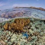Korallen im Meer | OceanCare