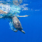 Meeresschildkröte mit Plastiknetz