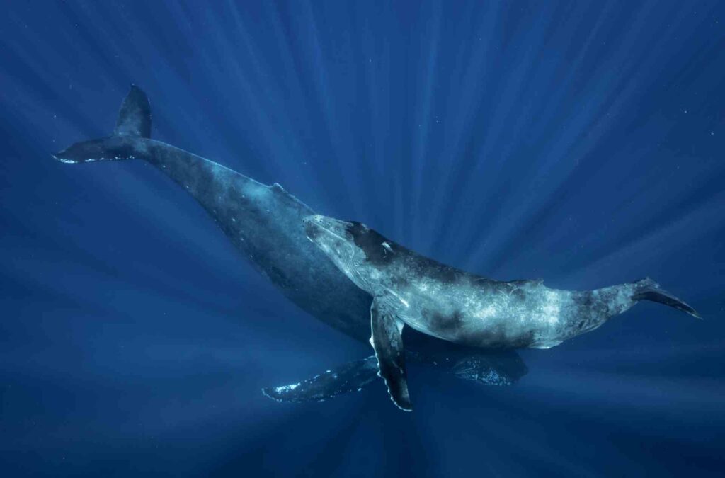Buckelwale unter Wasser in Hawaii