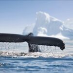 Walfluke vor Eisbergen in der Antarktis