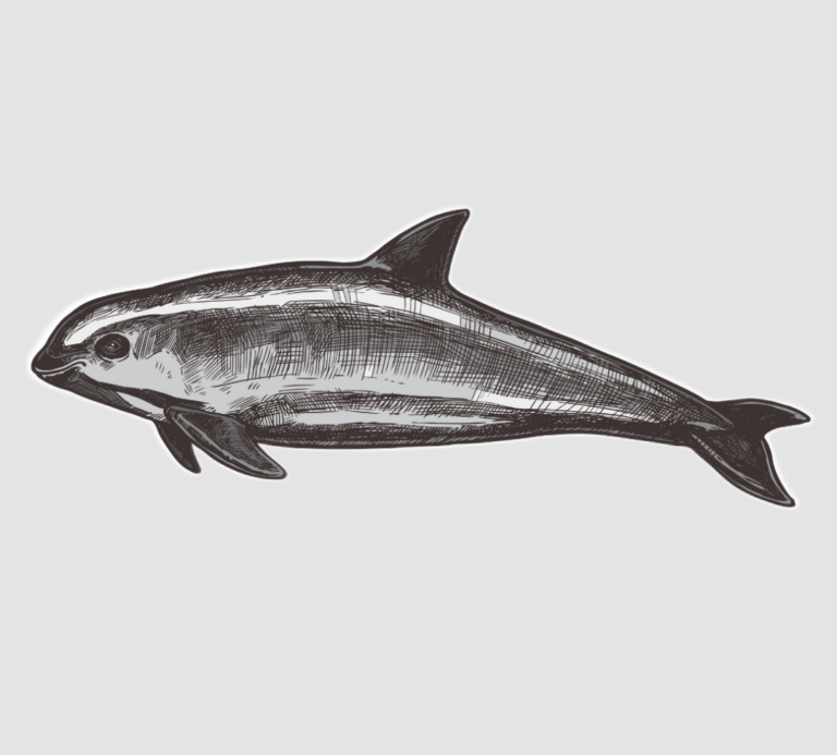 Vaquita - Der kleine Schweinswal ist vom Aussterben bedroht