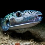 Kugelfisch - im Mittelmeer aufgrund des Klimawandels eine invasive Fischart