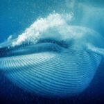 Blauwal mit Luftblasen | OceanCare