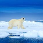 Eisbär läuft auf dem Eis | OceanCare