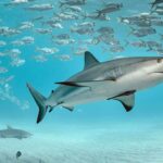 Haie mit Fischschwarm | OceanCare